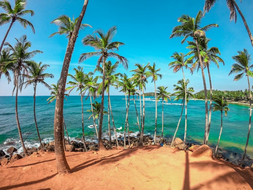 Kókuszpálmák a mirissai Coconut Tree Hillen az Indiai-óceán felett, Srí Lanka